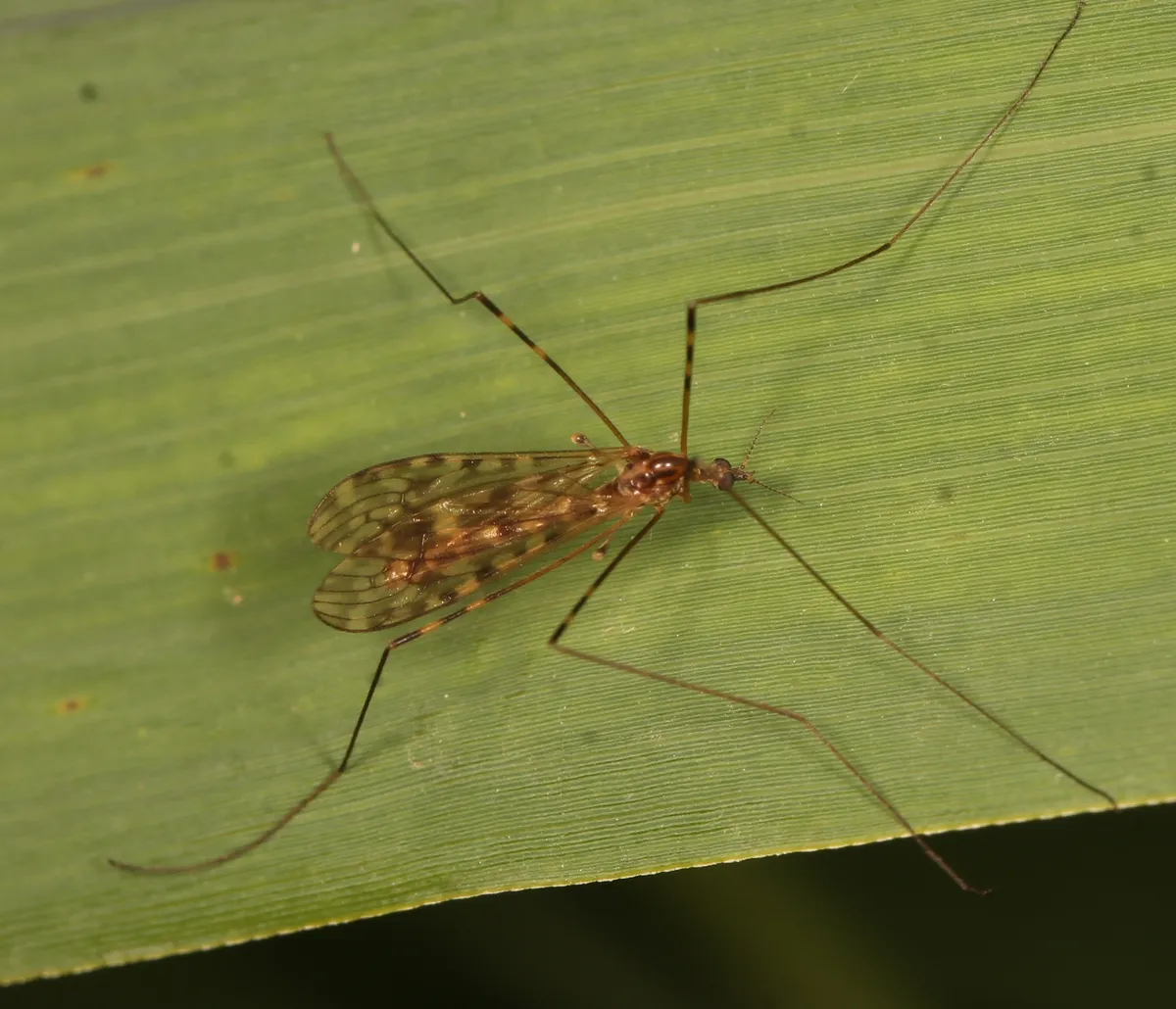 Limonia nubeculosa - photo 2