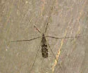 Limonia parietina