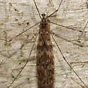 Limonia parietina - photo 4