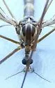 Limonia parietina - photo 5