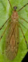 Limonia tristigma - photo 2
