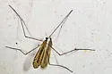 Limonia tristigma - photo 3