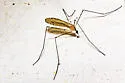 Limonia tristigma - photo 4