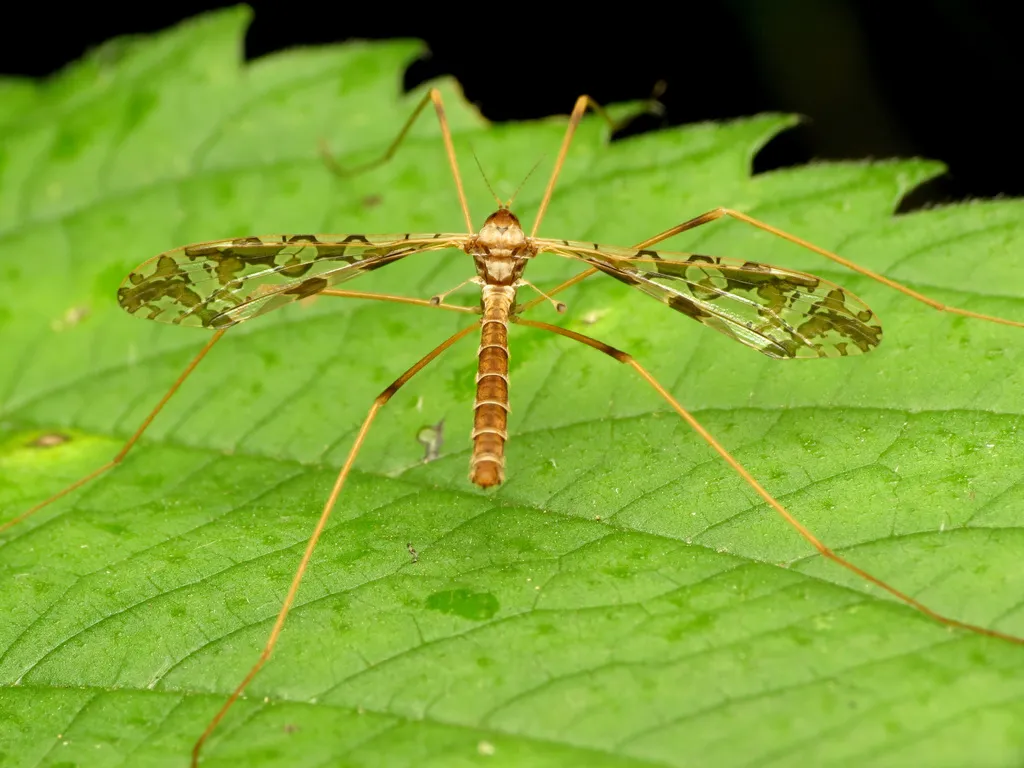 Limoniid Crane Flies - photo 2