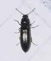 Limonius aeger - photo 4