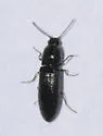 Limonius aeger - photo 5