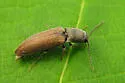 Limonius anceps