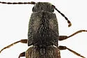 Limonius anceps - photo 3