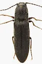 Limonius anceps - photo 4
