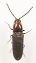 Limonius aurifer