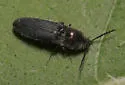 Limonius aurifer - photo 3