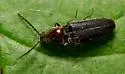 Limonius aurifer - photo 5
