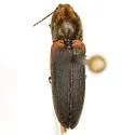 Limonius auripilis