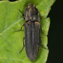 Limonius auripilis - photo 3