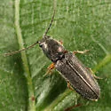 Limonius basilaris - photo 4