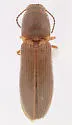Limonius brevis