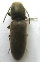 Sugarbeet Wireworm