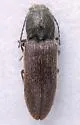 Sugarbeet Wireworm - photo 2