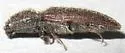 Sugarbeet Wireworm - photo 3