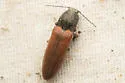 Sugarbeet Wireworm - photo 4