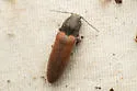 Sugarbeet Wireworm - photo 5