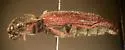 Pacific Coast Wireworm - Limonius canus