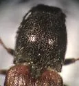 Pacific Coast Wireworm - photo 2