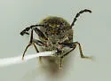 Pacific Coast Wireworm - photo 5