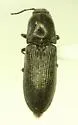 Limonius consimilis - Limonius consimilis