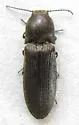 Limonius consimilis - photo 2
