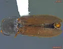 Limonius pectoralis