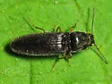 Limonius quercinus - Limonius quercinus
