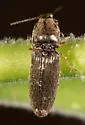Limonius quercinus - photo 3