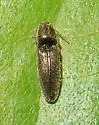 Limonius quercinus - photo 4
