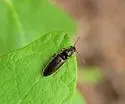 Limonius quercinus - photo 5