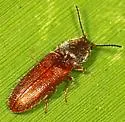 Limonius semiaeneus - Limonius semiaeneus