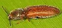 Limonius semiaeneus - photo 2
