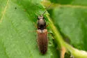 Limonius semiaeneus - photo 3