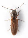 Limonius semiaeneus - photo 4