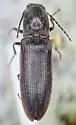Limonius subauratus - photo 2