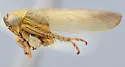 Limotettix conservatus