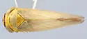 Limotettix conservatus - photo 2