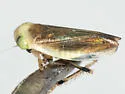 Limotettix elegans