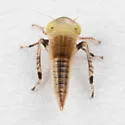 Limotettix elegans - photo 2