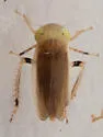 Limotettix elegans - photo 3