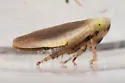 Limotettix elegans - photo 4