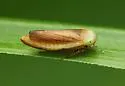 Limotettix elegans - photo 5