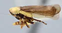 Limotettix minuendus
