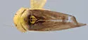 Limotettix minuendus - photo 2