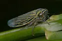 Limotettix nigrax